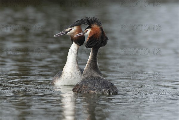 Great crested grebe