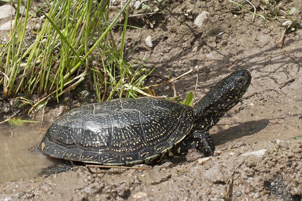 Bog turtle