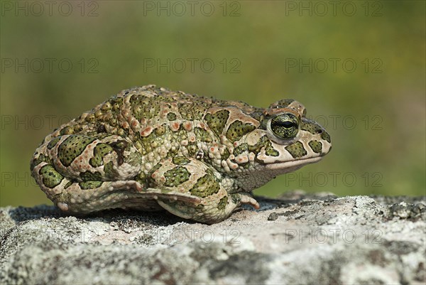 European green toad