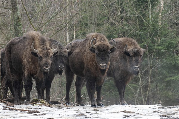 European bison