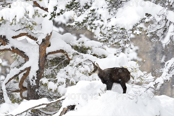 Chamois