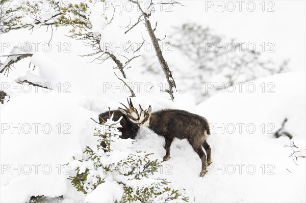 Chamois