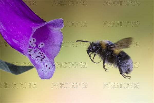 Garden bumblebee