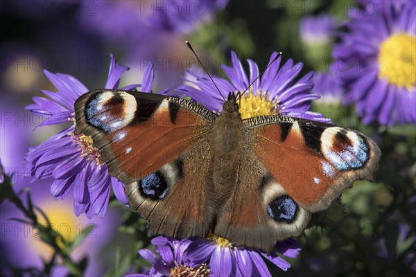 Peacock butterfly