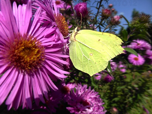 Brimstone