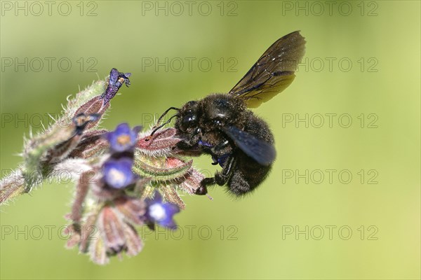 Wood bee