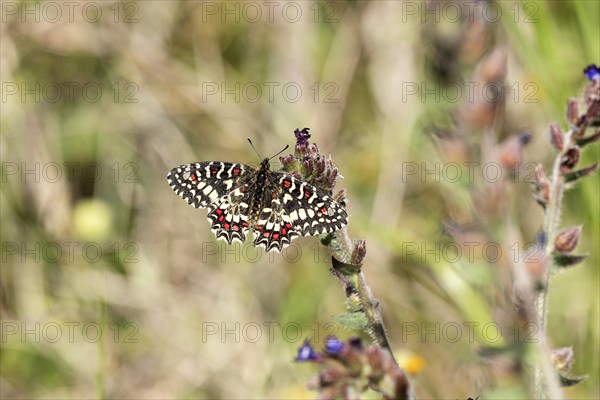 Southern festoon