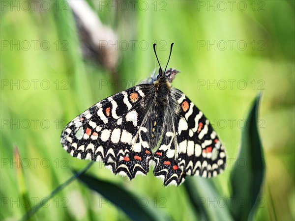 Southern festoon