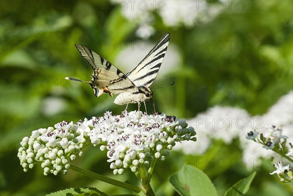 Scarce swallowtail