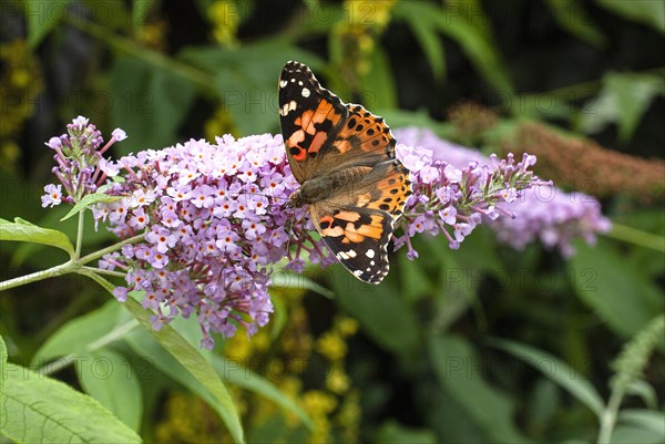 Painted lady