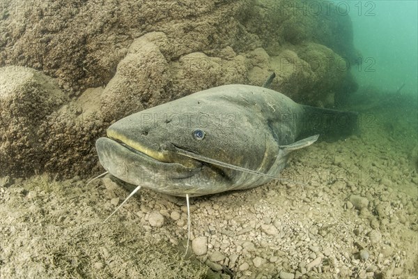 Wels catfish