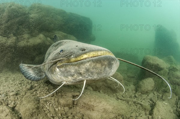 Wels catfish