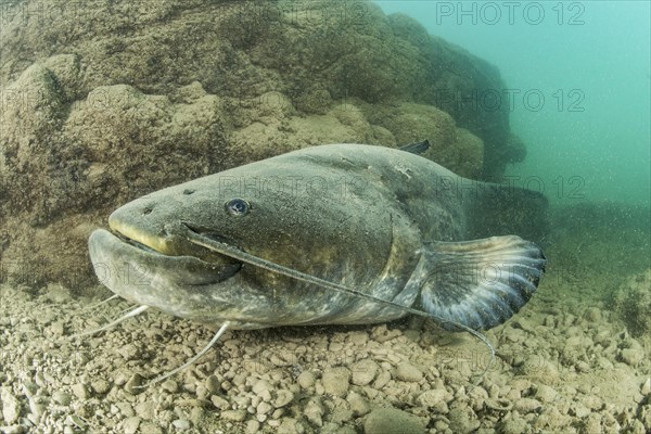 Wels catfish