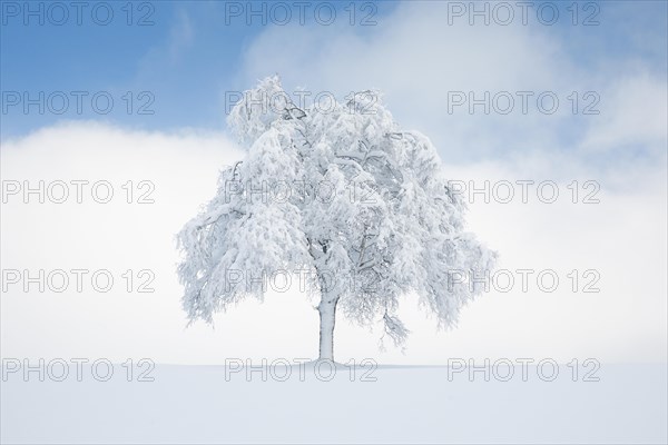 Deeply buried birch tree in Oberaegeri