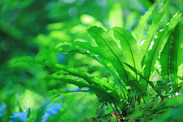 Hart's-tongue fern