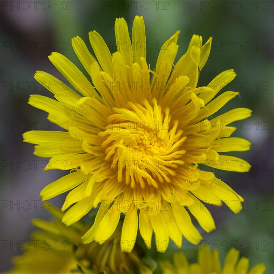 Flower of dandelion