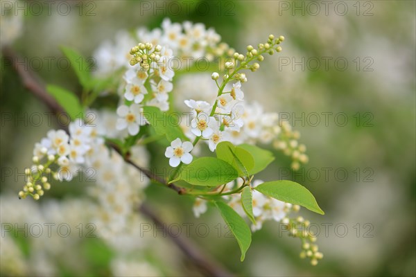 European Bird Cherry