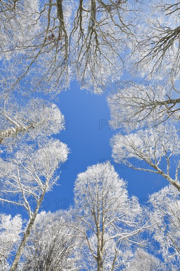 Tree tops of deep snow covered beech forest against blue sky in Neuchatel Jura