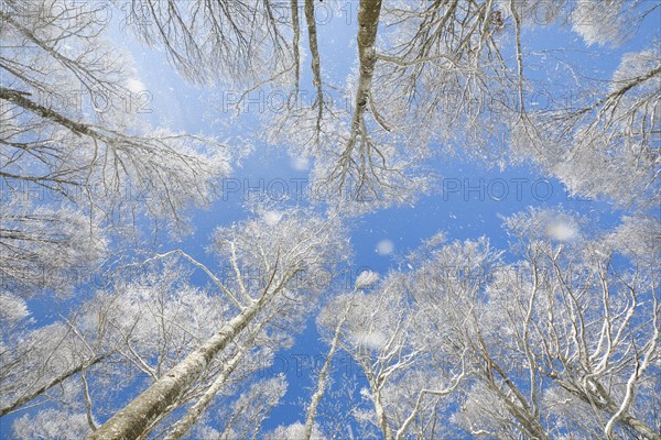 Treetops of deeply snow-covered beech forest in front of blue sky with falling hoarfrost in Neuchatel Jura