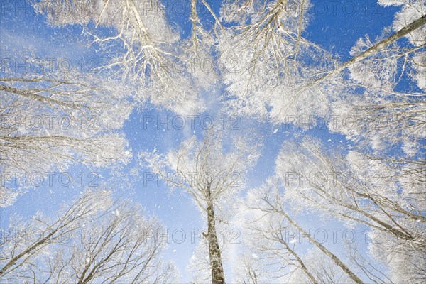 Treetops of deeply snow-covered beech forest in front of blue sky with falling hoarfrost in Neuchatel Jura