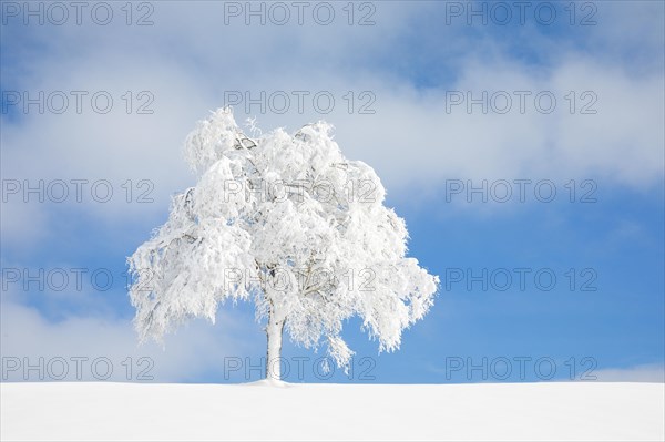 Deeply buried birch tree in Oberaegeri