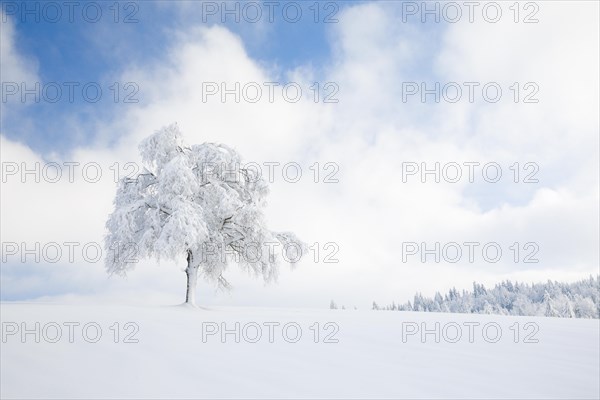 Deeply buried birch tree in Oberaegeri