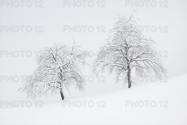 Two snowy pear trees in winter