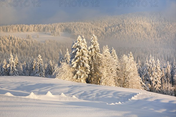 Snowy spruce forest at Ratenpass