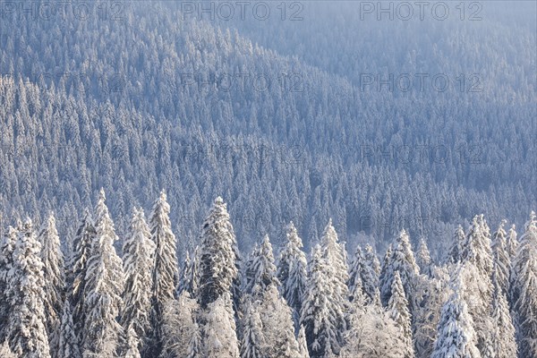 Snowy spruce forest at Ratenpass