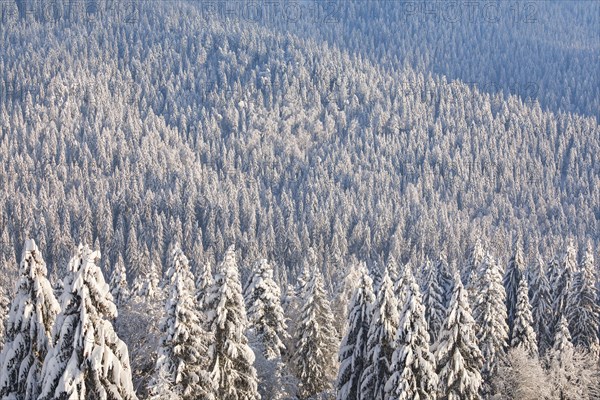 Snowy spruce forest at Ratenpass