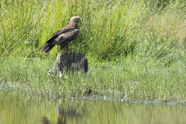 Lesser spotted eagle