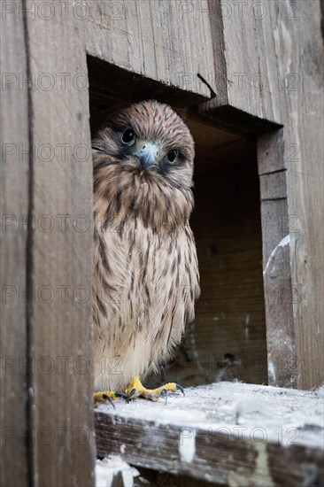 Common Common Kestrel