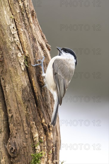 Marsh tit