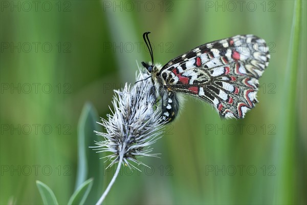 Southern festoon