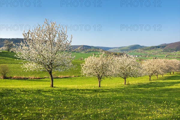 Landscape in spring with blossoming cherry trees