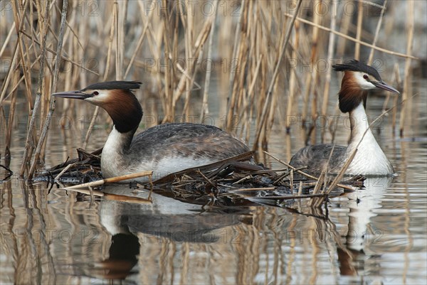 Great crested grebe