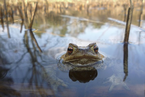 Common toad