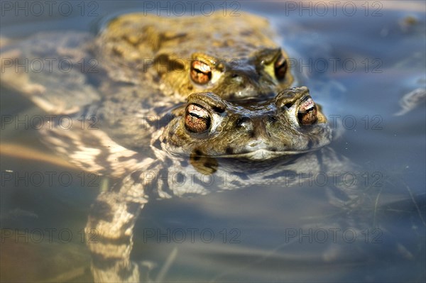 Common toad