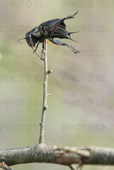 Field cricket