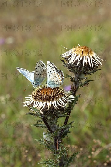 Gossamer winged butterflies