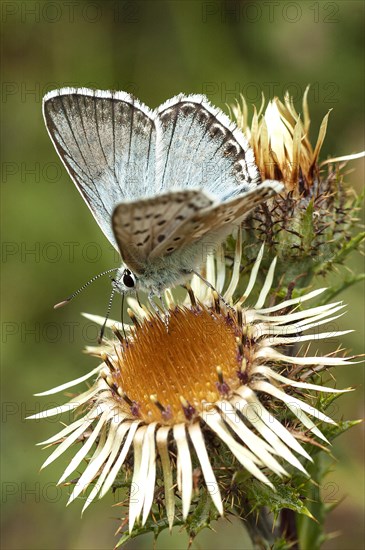 Gossamer winged butterfly