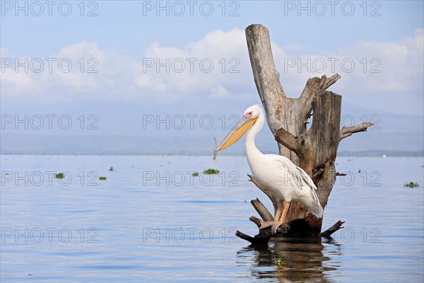 Great white pelican