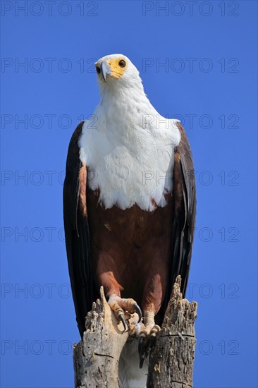 African fish eagle