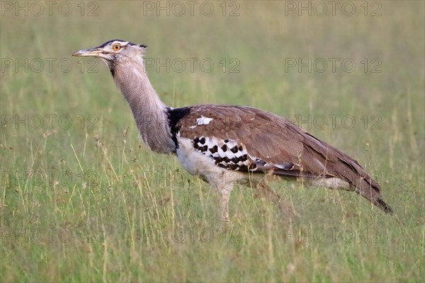 Kori bustard