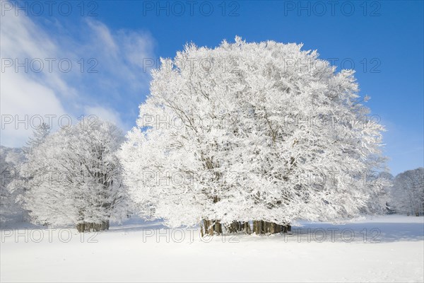 Large beech tree covered with deep snow under blue sky in Neuchatel Jura