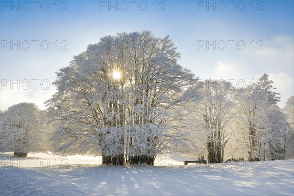 Huge beech tree covered with deep snow and fog in Neuchatel Jura