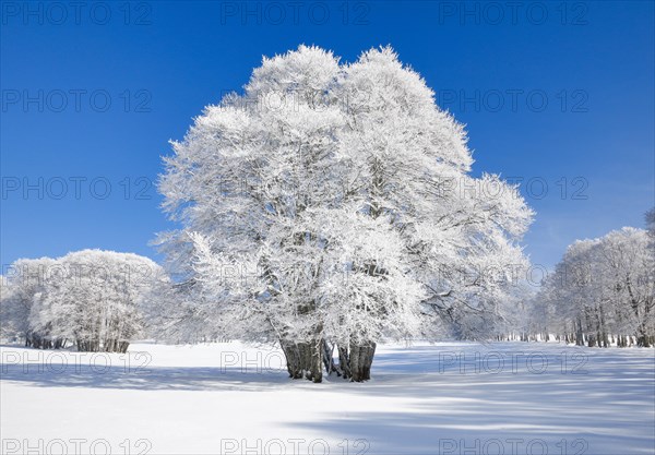 Large beech tree covered with deep snow under blue sky in Neuchatel Jura