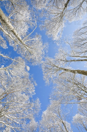 Tree tops of deep snow covered beech forest against blue sky in Neuchatel Jura