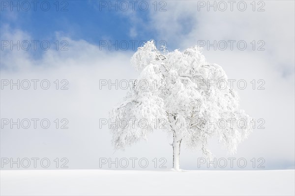 Deeply buried birch tree in Oberaegeri