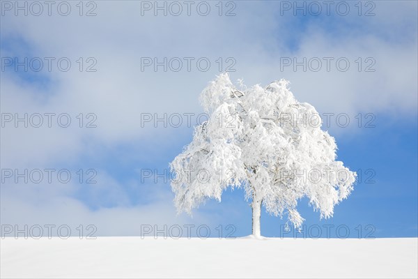 Deeply buried birch tree in Oberaegeri